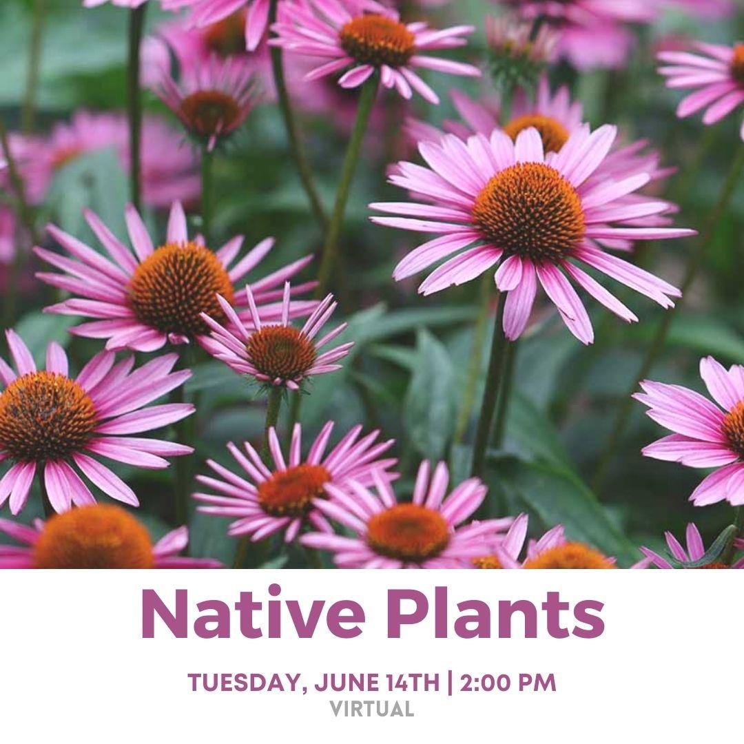 Native Plants 